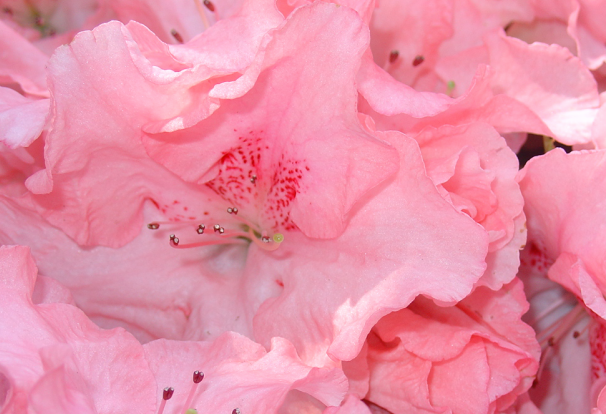 Quand les azalées vont mal