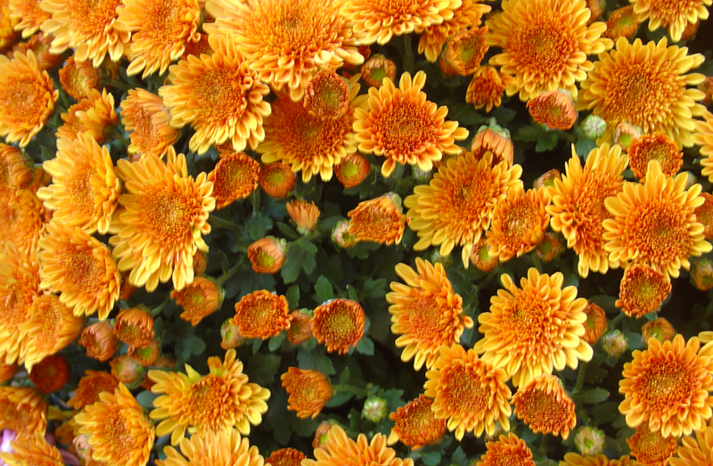 Bouturez les chrysanthèmes à massifs