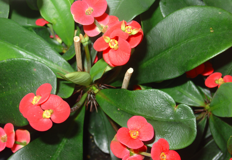 Occupons-nous de l’euphorbia milii