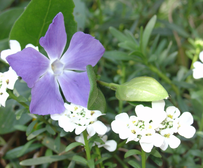 Un jardin fleuri en avril