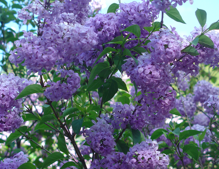 Faites des bouquets de lilas