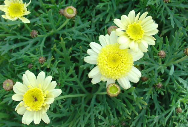 Plantons des anthemis