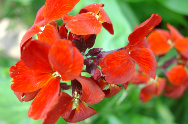 Les giroflées sont à surveiller!