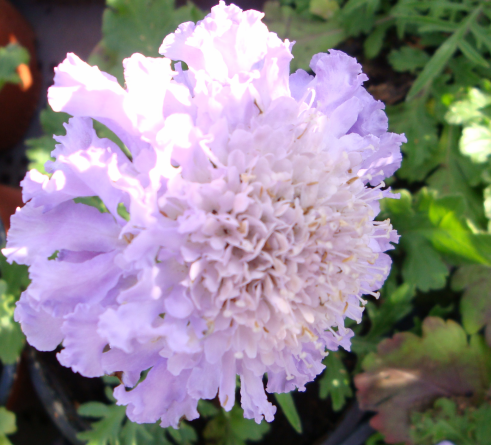 Charmantes scabieuses