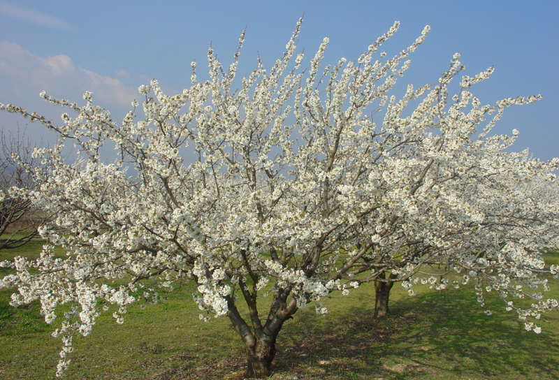 Quelques travaux d’avril au jardin