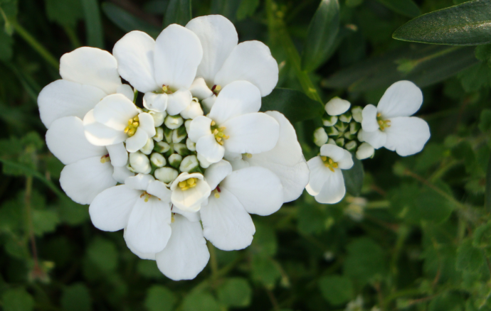 Des iberis en rocaille, en bordure ou en jardinière