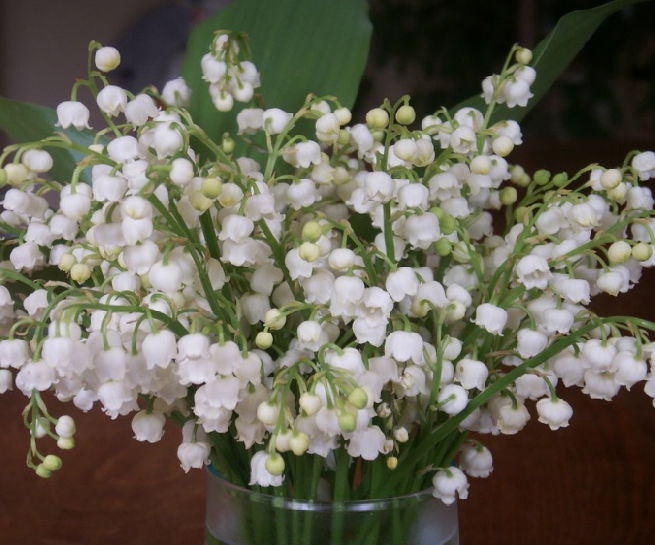 C’est le Premier Mai, n’oubliez pas le brin de muguet!