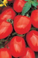 Une nouveauté, la petite tomate’Trilly F1′