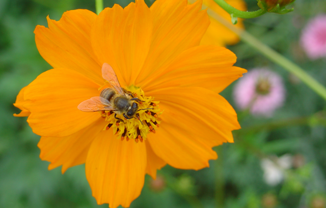 Les insectes sont en danger