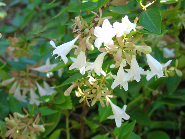 L’abelia a plus d’un atout pour séduire