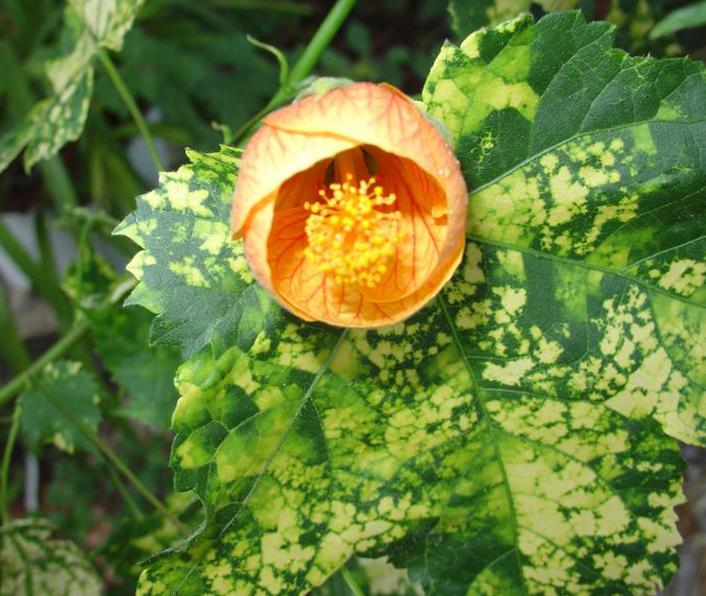 Plantes d’intérieur: quand les tailler?