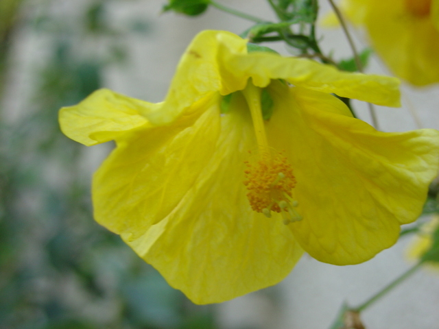 L’érable d’appartement, un abutilon hybride
