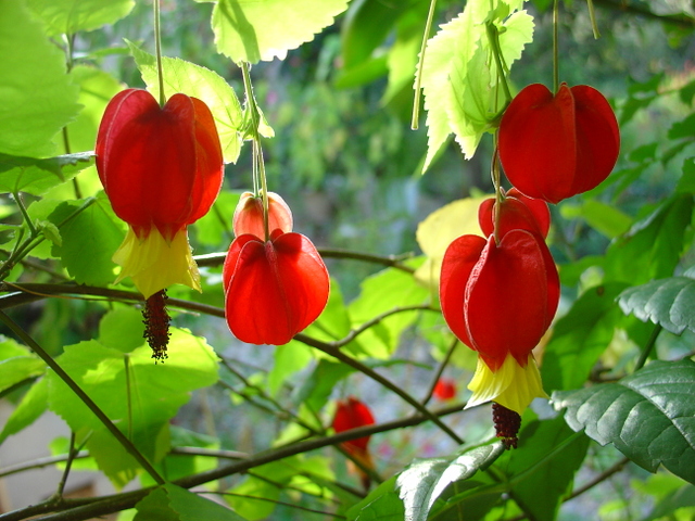 L’abutilon mégapotamicum, lanterne chinoise