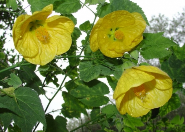Un automne en rouge et jaune