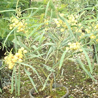 Des fleurs de mimosa toute l’année
