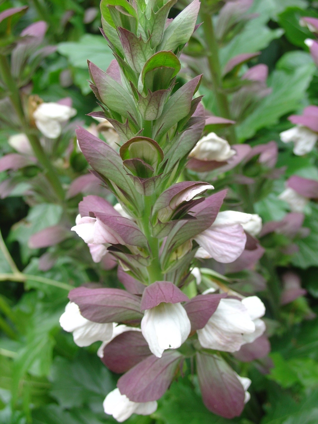 L’élégante et fière acanthe