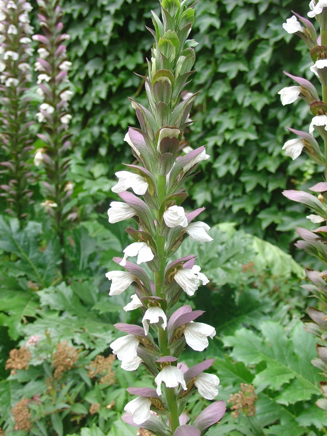 Des plantes qui résistent aux embruns
