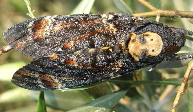 Chenille, chrysalide et papillon