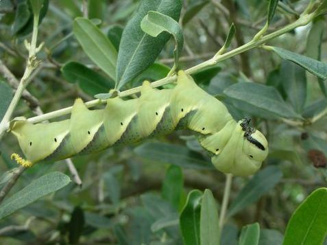 Une chenille de bonne taille au jardin!