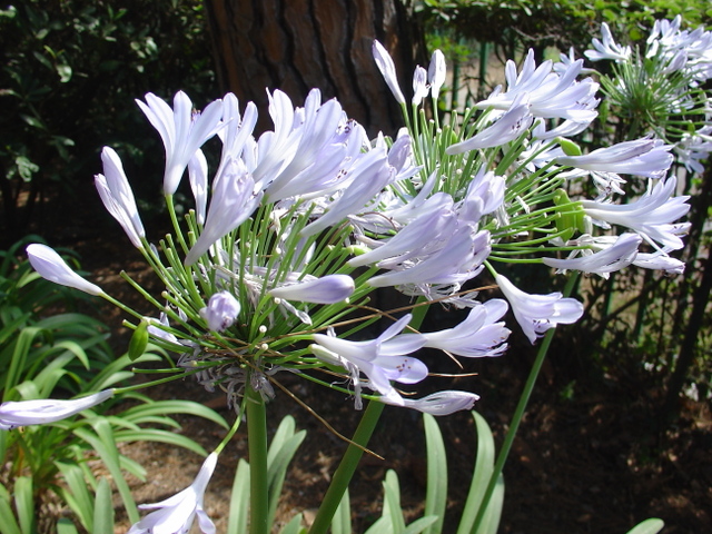 Le bleu lumineux des agapanthes