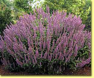 L’agastache