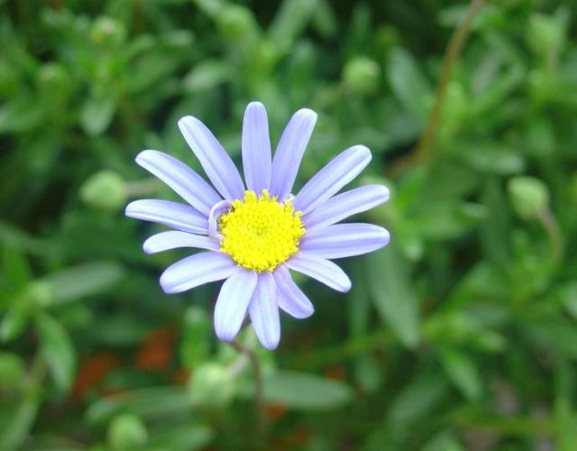 L’aster bleu du Cap: l »agathea