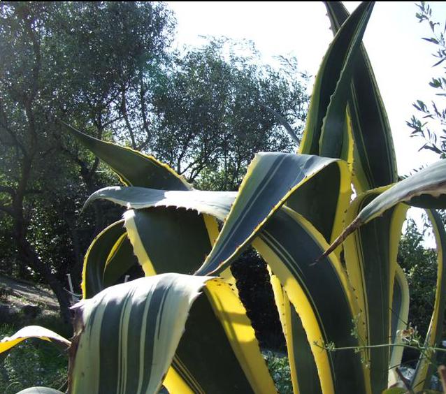 Une agave bien adaptée au midi.