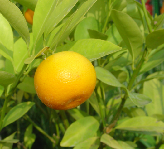 Cultivez les agrumes en pots