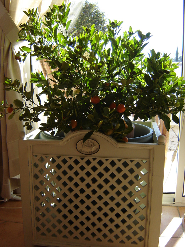 Les Agrumes en hiver