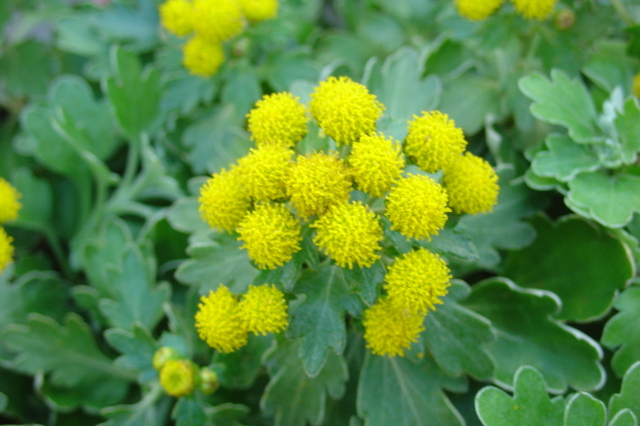 Une plante trés résistante: l’ajania pacifica