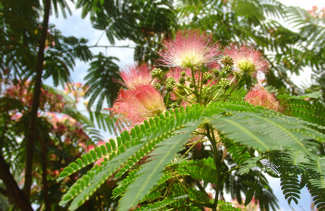 Récupérez des graines d’albizia