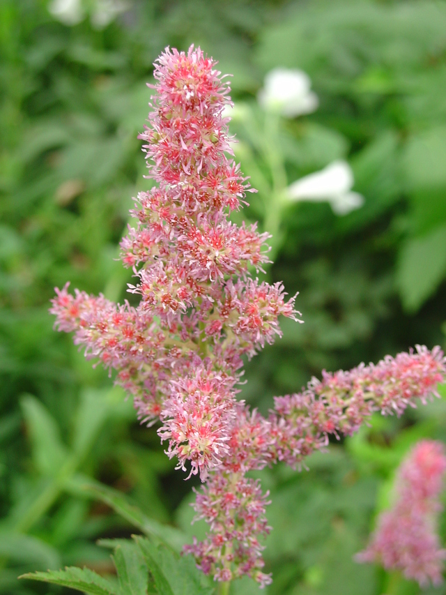 Une plante toute en légèreté: l’astilbe
