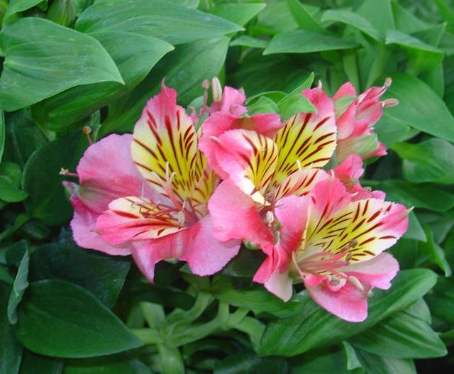 Somptueuses alstroémères