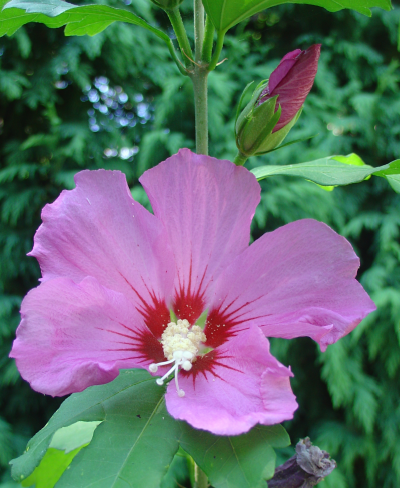 Mes altheas ont chaud!