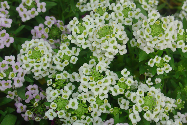 Un tapis de lobularias