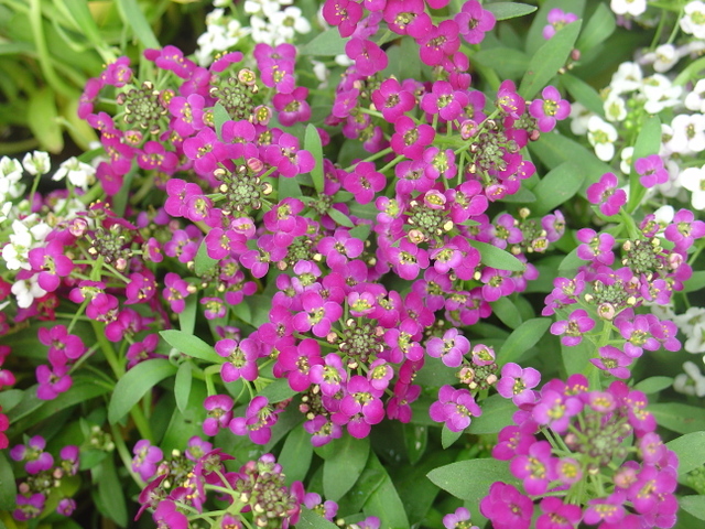 Ces plantes qui se contentent d’un rien