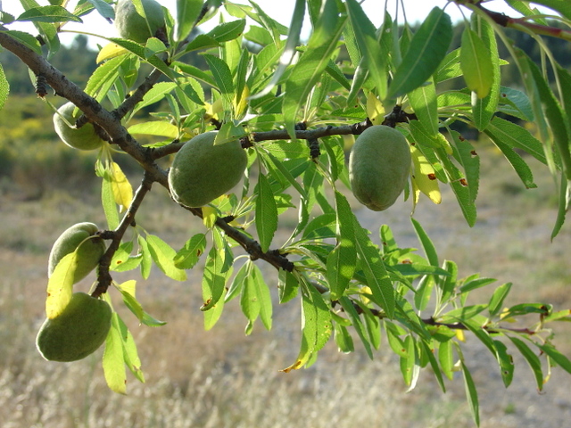 La récolte des amandes