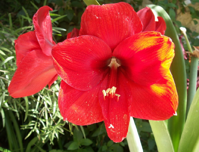La belle amaryllis!