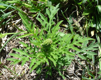 Allergies d’août : l’ambroisie