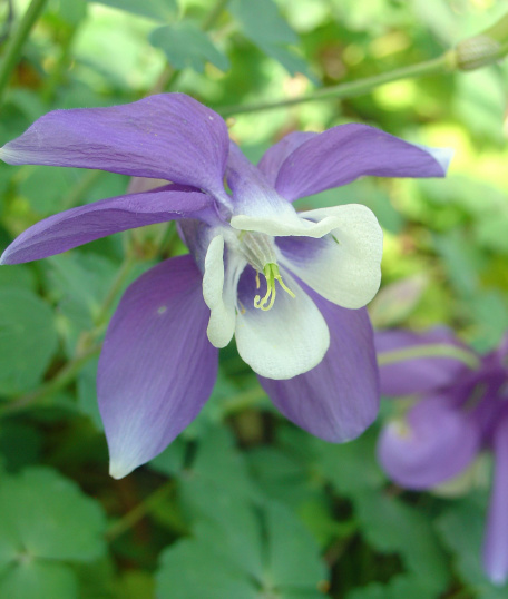 Semons les ancolies sous chassis