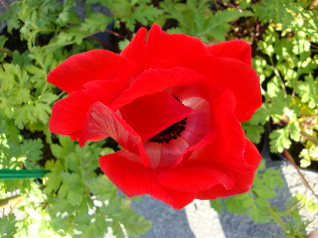 Quand les anémones sont malades