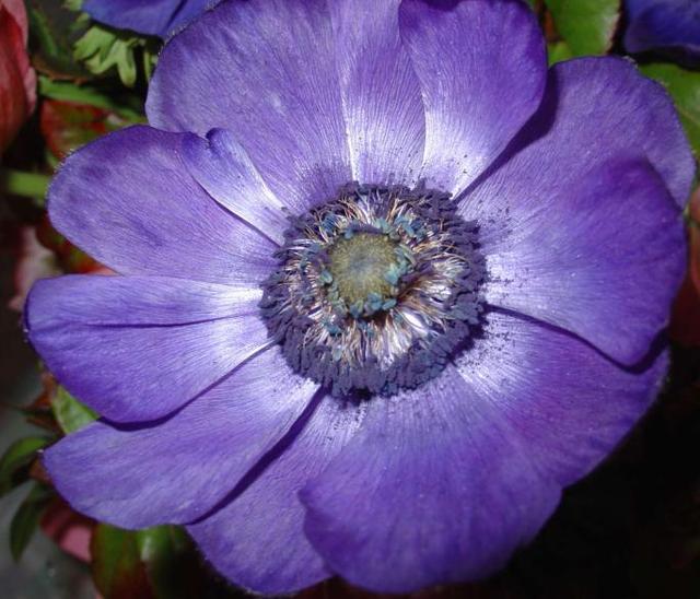 Les anémones, toutes simples mais trés colorées