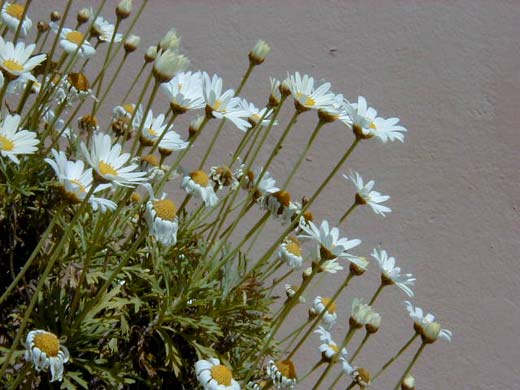 Un air de marguerite… l’anthémis