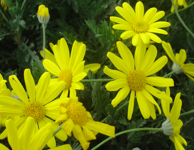 Les anthémis n’aiment pas qu’on les oublie
