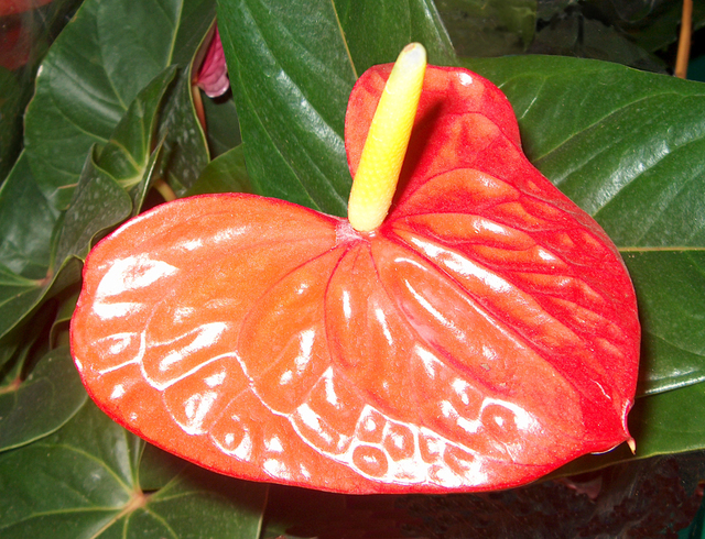 L’anthurium, original et décoratif