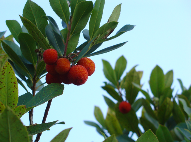 L’arbousier entre fleurs et fruits