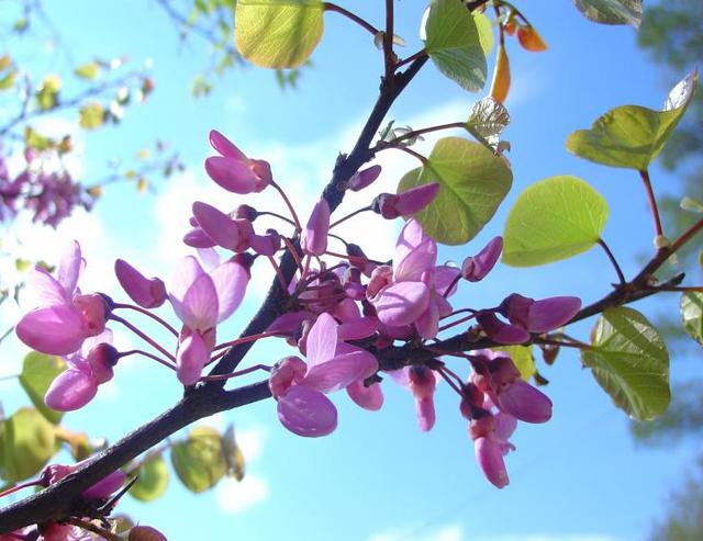 Les arbres de Judée sont en pleine floraison