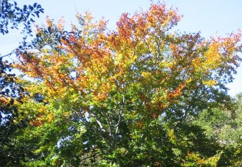 Couleurs d’automne