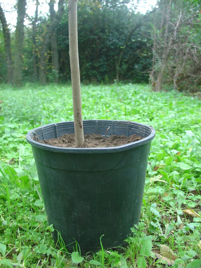 Le choix d’un arbre à l’achat