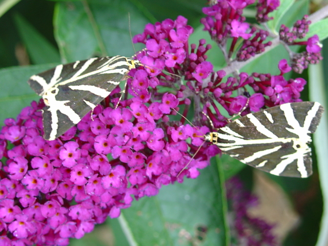 Le chouchou des papillons, c’est le buddleia